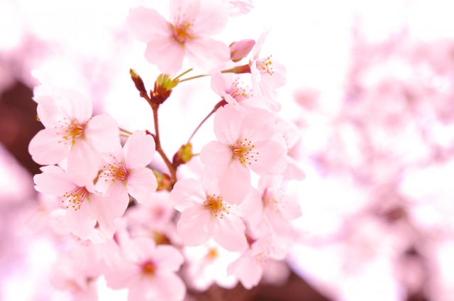 平成の大嘗祭で使われた上溝桜